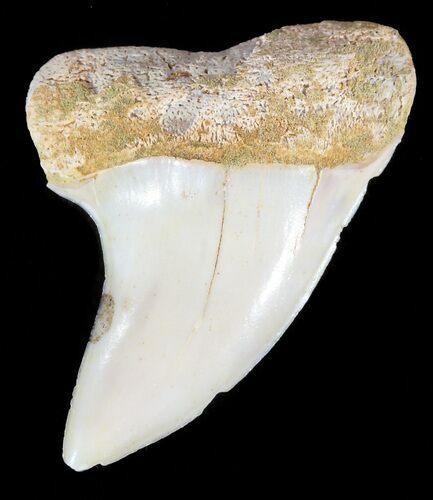 Mako Shark Tooth Fossil - Sharktooth Hill, CA #46770